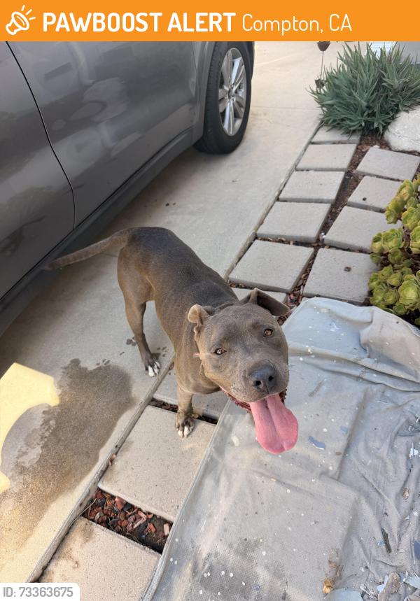 Found/Stray Female Dog last seen Compton Blvd and Wilmington Ave, Compton, CA 90220