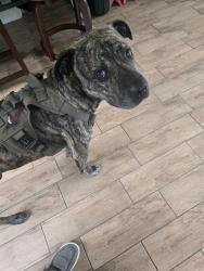 Reunited Male Dog last seen Louis St, Leesburg, FL 34748