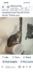 Lost Male Cat last seen cypress and federal, Fort Lauderdale, FL 33308