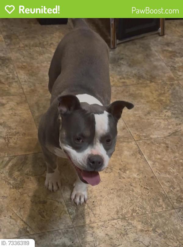 Reunited Female Dog last seen Near, Colorado Springs, CO 80922