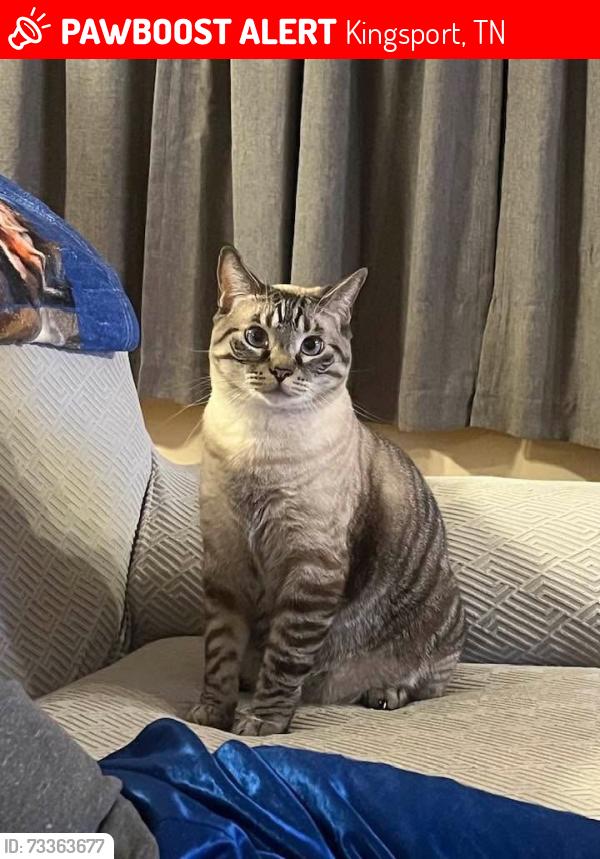 Lost Male Cat last seen Brandy Mill apmt, Kingsport, TN 37660