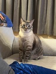 Lost Male Cat last seen Brandy Mill apmt, Kingsport, TN 37660