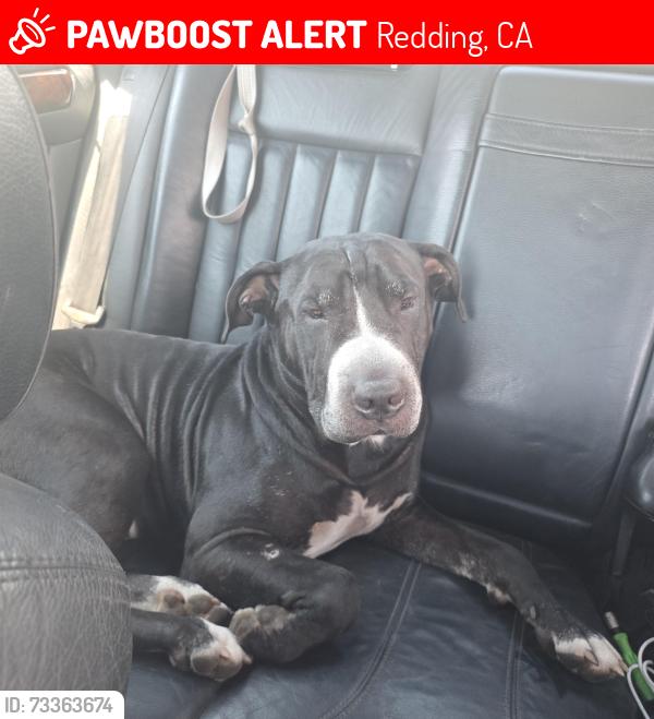 Lost Male Dog last seen Near Dana dr, Redding, CA 96003