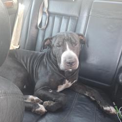 Lost Male Dog last seen Near Dana dr, Redding, CA 96003