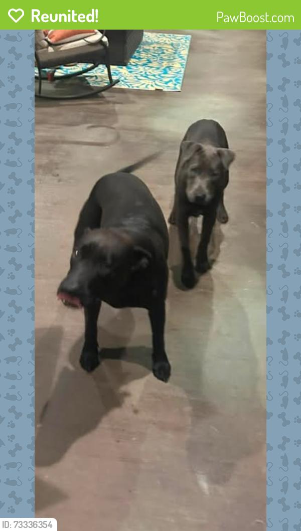Reunited Female Dog last seen Near BURNETT RANCH RD, Wimberley, TX 78676