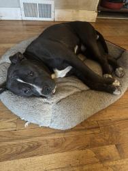 Reunited Male Dog last seen University, 63rd, Windsor Heights, IA 50324