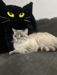 Lost Female Cat last seen Near Brinkley st, Houston, TX 77051