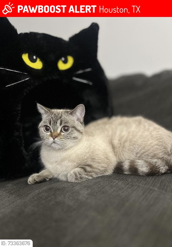 Lost Female Cat last seen Near Brinkley st, Houston, TX 77051