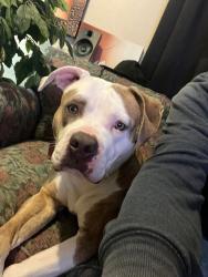 Reunited Female Dog last seen University, 63rd, Windsor Heights, IA 50324