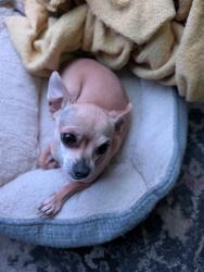 Lost Female Dog last seen Near S Holt Ave, Los Angeles, CA 90034