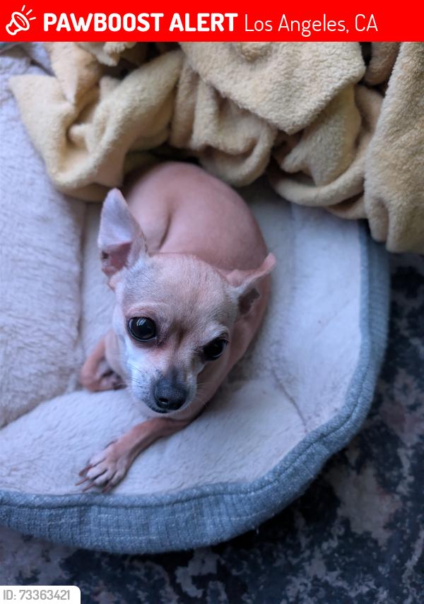 Lost Female Dog last seen Near S Holt Ave, Los Angeles, CA 90034