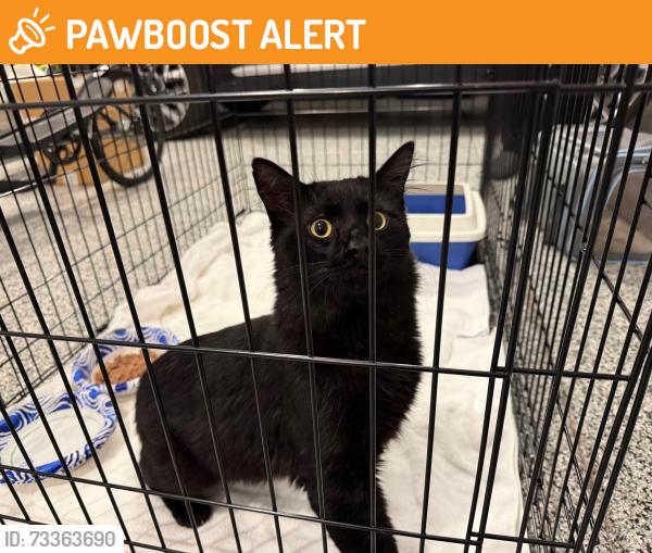 Found/Stray Male Cat last seen Long Lake Rd, between Middlebelt and Franklin, Bloomfield Township, MI 48302