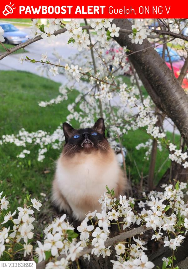 Lost Male Cat last seen College st. and stone rd., Guelph, ON N1G 2V6