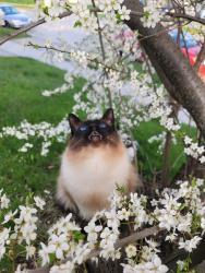 Lost Male Cat last seen College st. and stone rd., Guelph, ON N1G 2V6