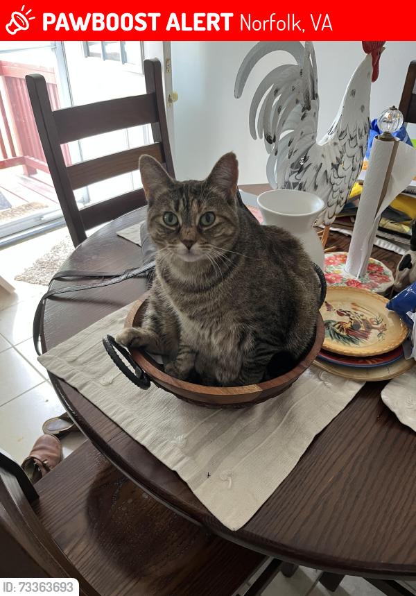 Lost Female Cat last seen Omohundro Ave, block between Broadway and 33rd, Norfolk, VA 23504