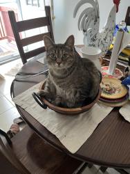 Lost Female Cat last seen Omohundro Ave, block between Broadway and 33rd, Norfolk, VA 23504