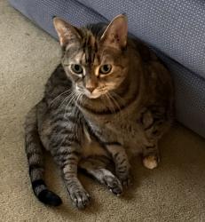 Reunited Female Cat last seen Marble Lane, Fairfax (Greenbriar), Fairfax, VA 22033