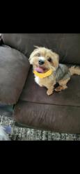 Found/Stray Unknown Dog last seen Dunhill road, Virginia Beach, VA 23464