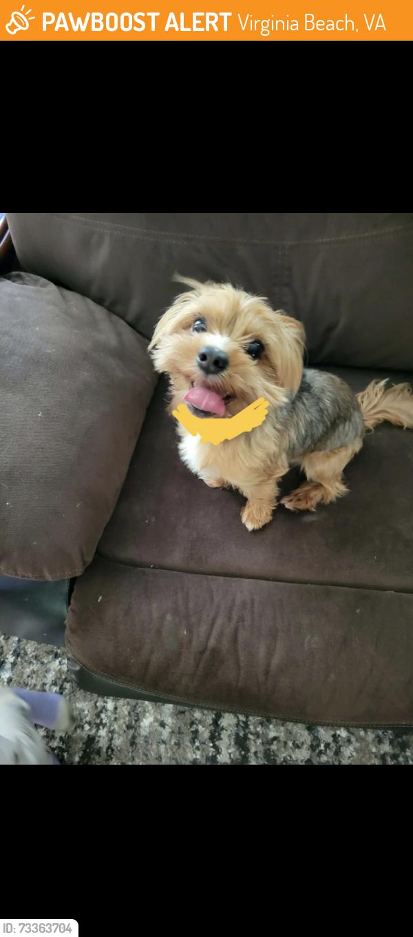 Found/Stray Unknown Dog last seen Dunhill road, Virginia Beach, VA 23464