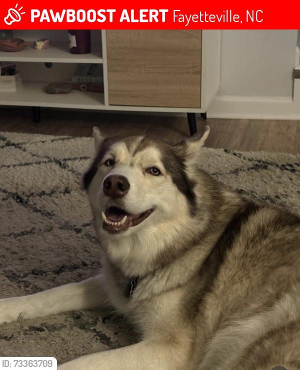 Lost Male Dog last seen Home, Fayetteville, NC 28304
