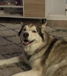 Lost Male Dog last seen Home, Fayetteville, NC 28304