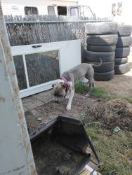 Found/Stray Male Dog last seen Near n k, Tacoma, WA 98443