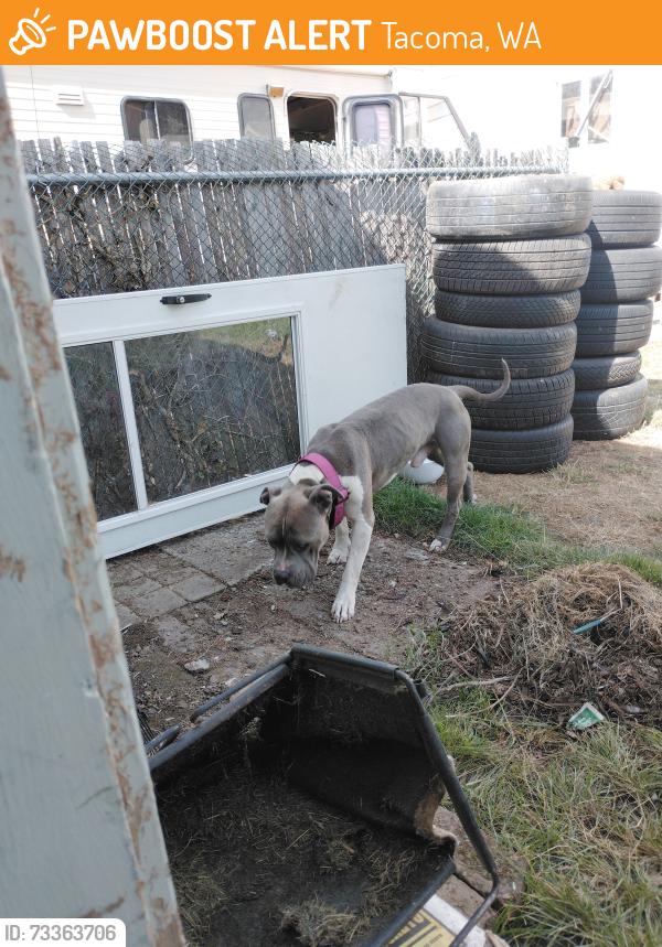 Found/Stray Male Dog last seen Near n k, Tacoma, WA 98443