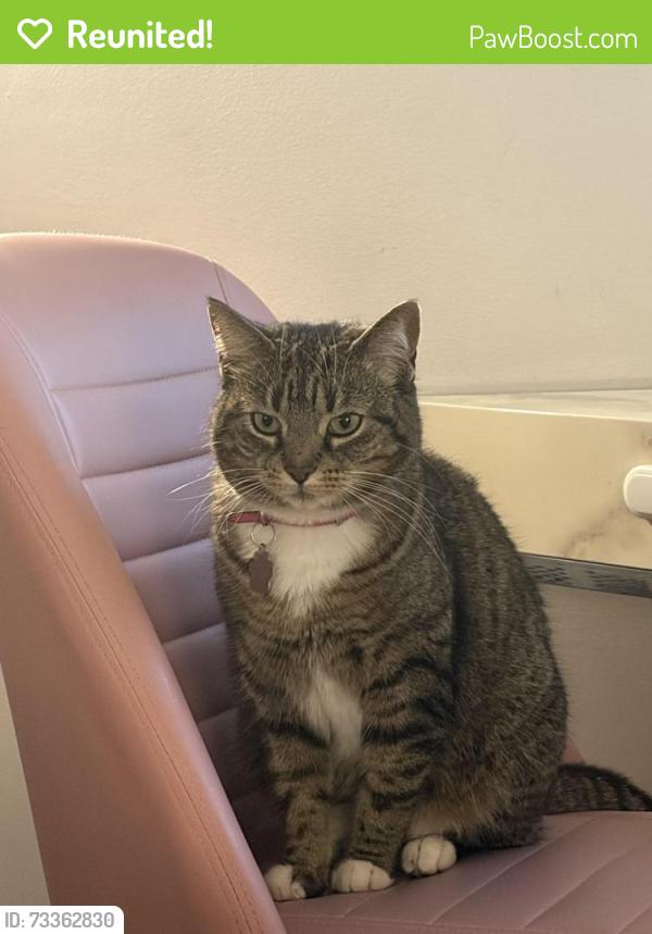 Reunited Female Cat last seen Cricklewood Broadway, Greater London, England 