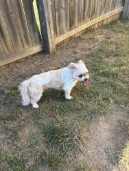 Found/Stray Female Dog last seen Near Elsborn Ridge Road, Maryville, TN, Maryville, TN 37801
