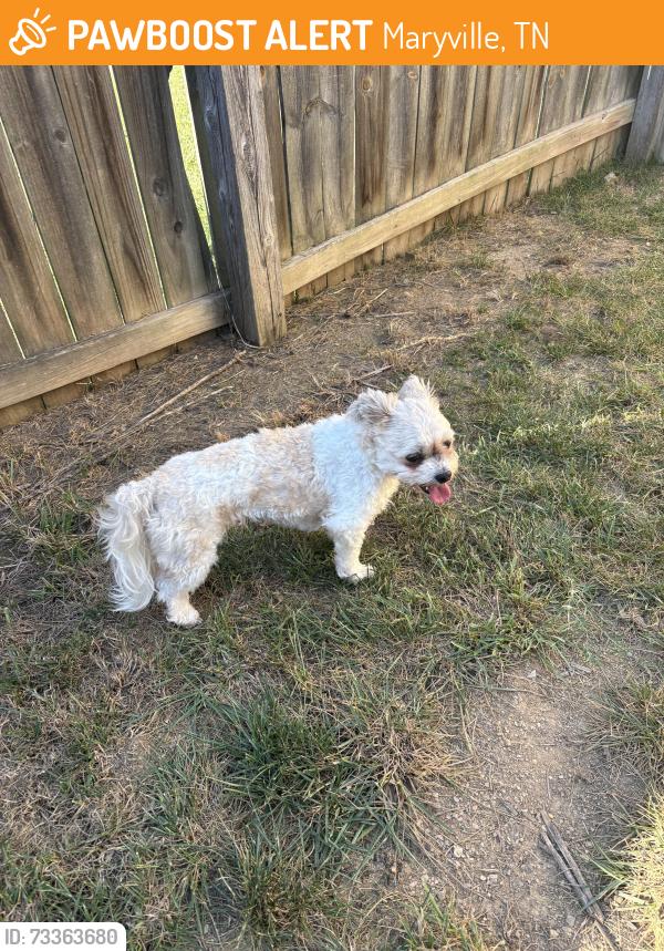 Found/Stray Female Dog last seen Near Elsborn Ridge Road, Maryville, TN, Maryville, TN 37801