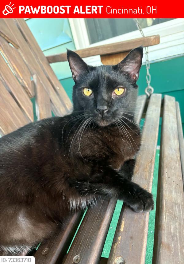 Lost Male Cat last seen Aspen Village apmts, Cincinnati, OH 45238