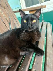 Lost Male Cat last seen Aspen Village apmts, Cincinnati, OH 45238