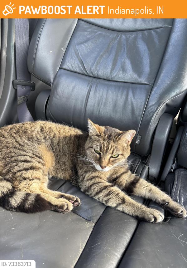 Found/Stray Unknown Cat last seen Washington Street and 465, Indianapolis, IN 46224