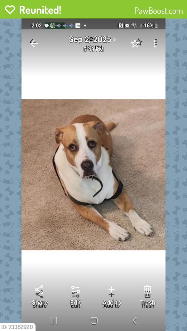 Reunited Male Dog last seen Durango, Frisco, TX 75034