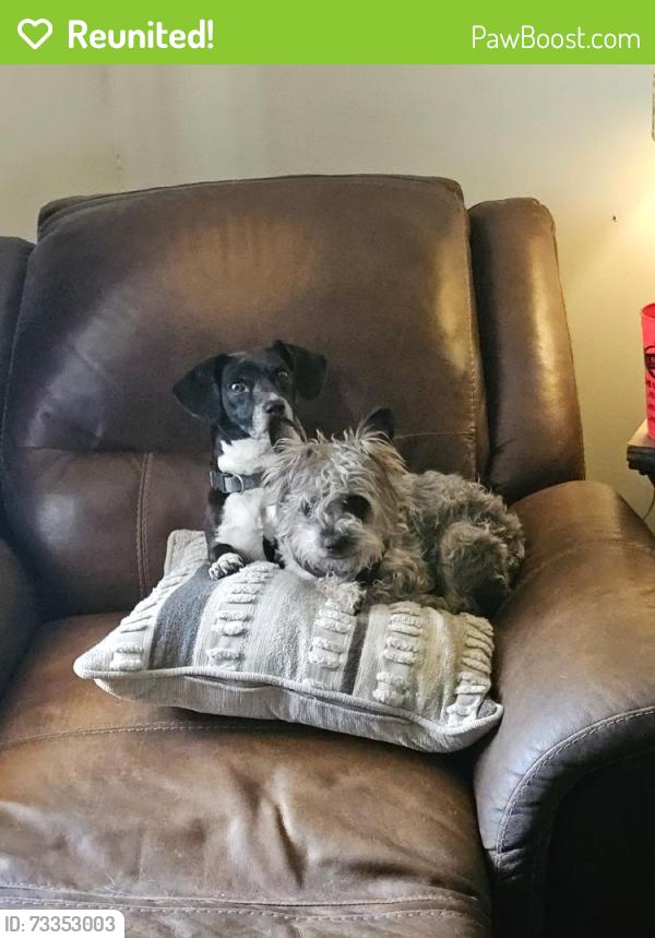 Reunited Female Dog last seen Near Spring Lake Rd, Waco, TX 76705, USA, Waco, TX 76705