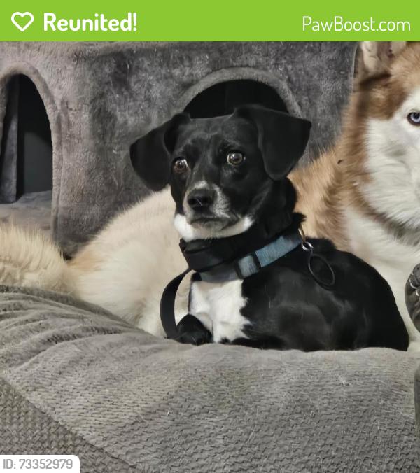 Reunited Female Dog last seen Near Spring Lake Rd, Waco, TX 76705, USA, Waco, TX 76705