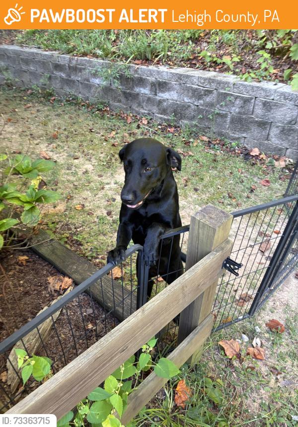 Found/Stray Female Dog last seen Constitution Drive and Bear Creek Road, Lehigh County, PA 18109
