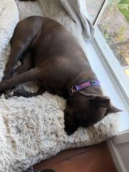Lost Female Dog last seen Aubert Street, Narellan, NSW 2567
