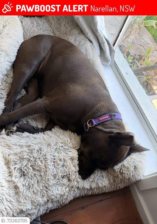 Lost Female Dog last seen Aubert Street, Narellan, NSW 2567