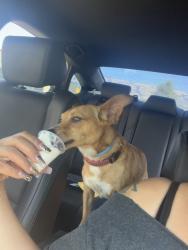 Reunited Female Dog last seen Story and king, Santa Clara County, CA 95116