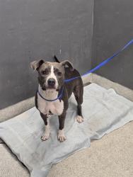 Shelter Stray Female Dog last seen Near BLOCK SIR RICHARD RD, TALLAHASSEE FL 32310, 1125 Easterwood Dr, Tallahassee, FL 32311, USA