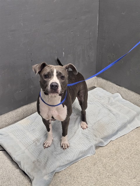 Shelter Stray Female Dog last seen Near BLOCK SIR RICHARD RD, TALLAHASSEE FL 32310, 1125 Easterwood Dr, Tallahassee, FL 32311, USA