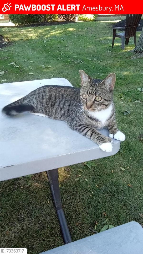 Lost Female Cat last seen Path behind Stop & Shop, Amesbury, MA 01913