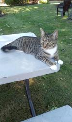 Lost Female Cat last seen Path behind Stop & Shop, Amesbury, MA 01913