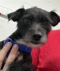 Shelter Stray Female Dog last seen IRIS X ELM AVE, 333 Chandler Pl, San Bernardino, CA 92408, USA