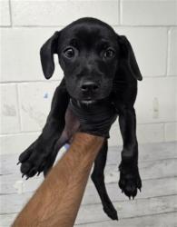 Shelter Stray Female Dog last seen CACTUS AND APPLE, 333 Chandler Pl, San Bernardino, CA 92408, USA