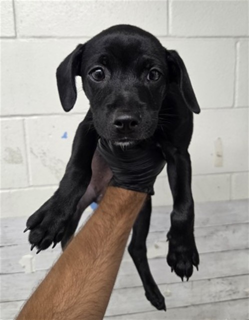 Shelter Stray Female Dog last seen CACTUS AND APPLE, 333 Chandler Pl, San Bernardino, CA 92408, USA