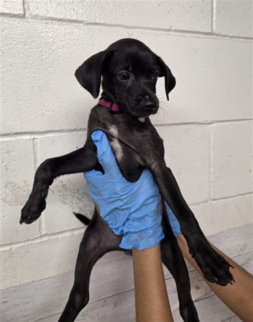 Shelter Stray Female Dog last seen CACTUS AND APPLE, 333 Chandler Pl, San Bernardino, CA 92408, USA
