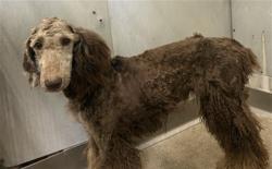 Shelter Stray Female Dog last seen SBHS, 333 Chandler Pl, San Bernardino, CA 92408, USA