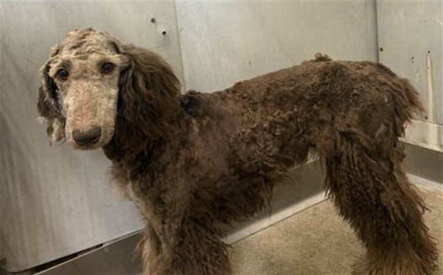 Shelter Stray Female Dog last seen SBHS, 333 Chandler Pl, San Bernardino, CA 92408, USA